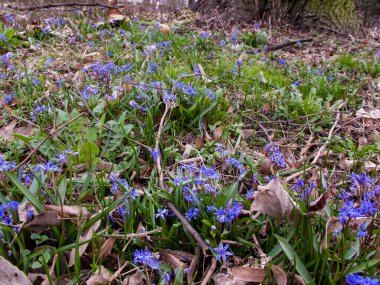 Violet Hyacinth (Hyacinthus orientalis) blooms in the garden in May. Lush blooming flower of blue purple Hyacinth. Spring floral background. First spring flowers. 