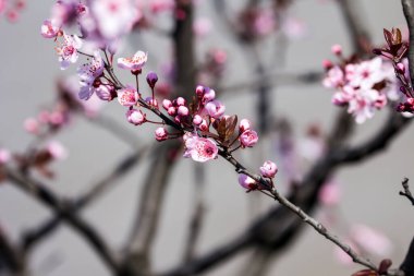 The fruits blossom in spring. Spring blossoms in forest,fields and parks.
