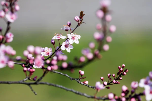 The fruits blossom in spring. Spring blossoms in forest,fields and parks.