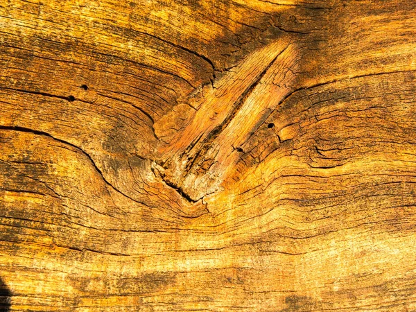 Tree, texture. Abstract texture or background.