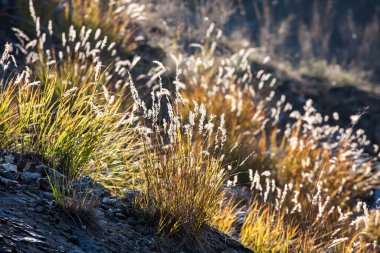 Grass lit in the morning sun in mountain. 