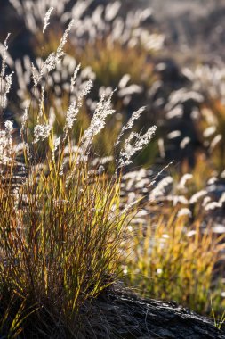 Grass lit in the morning sun in mountain. 