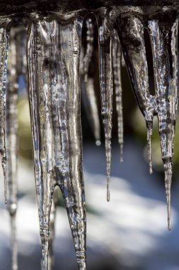 Huge ice icicles. Blue ice background. Ice stalactites on a branch in winter.