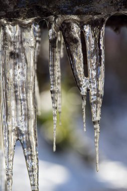 Huge ice icicles. Blue ice background. Ice stalactites on a branch in winter.
