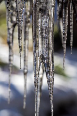 Huge ice icicles. Blue ice background. Ice stalactites on a branch in winter.