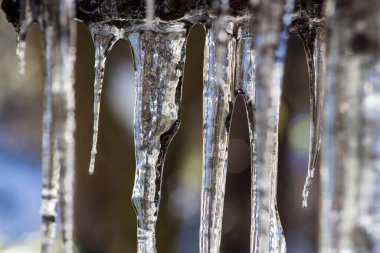 Huge ice icicles. Blue ice background. Ice stalactites on a branch in winter.