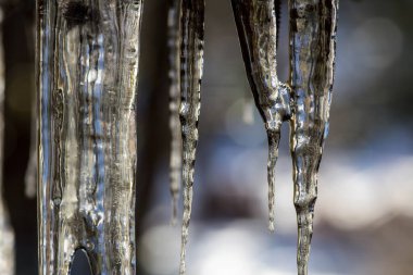 Huge ice icicles. Blue ice background. Ice stalactites on a branch in winter.