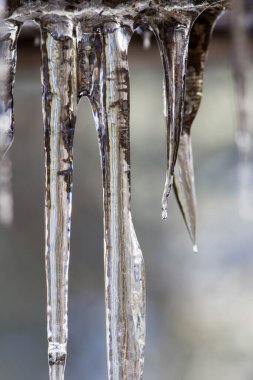 Huge ice icicles. Blue ice background. Ice stalactites on a branch in winter.