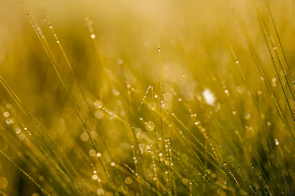 Drops on green grass. Green grass close up. Morning with drops in grass.