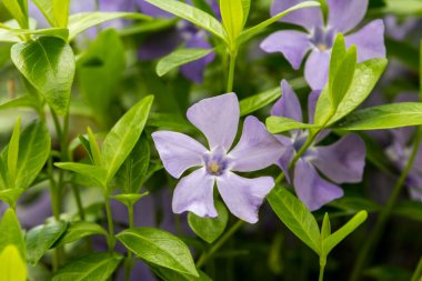 Spring floral background. First spring flowers. Flowers in spring.