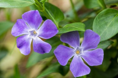 Spring floral background. First spring flowers. Flowers in spring.