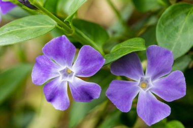 Spring floral background. First spring flowers. Flowers in spring.
