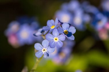 Spring floral background. First spring flowers. Flowers in spring.