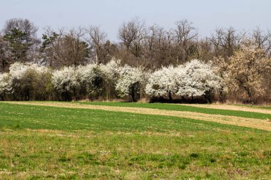 The fruits blossom in spring. Spring blossoms in forest,fields and parks.