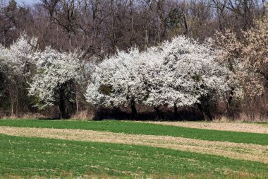 The fruits blossom in spring. Spring blossoms in forest,fields and parks.