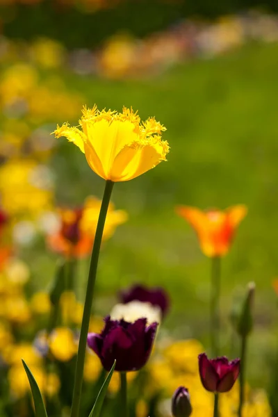 Beautiful Colored Tulips Illuminated Sun — Stock Photo, Image