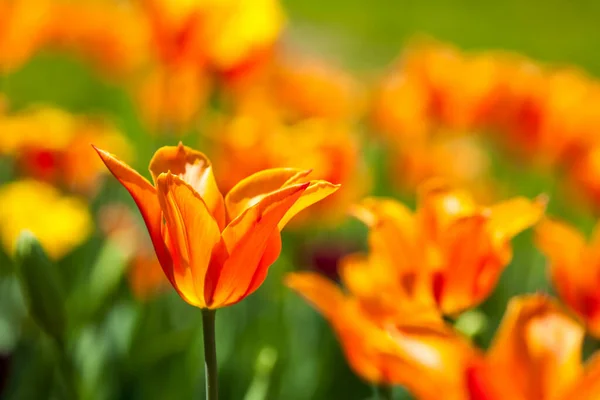 Beautiful Colored Tulips Illuminated Sun — Stock Photo, Image