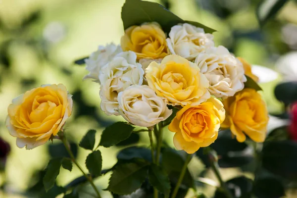 Kwiaty Róży Kwitnące Ogrodzie Róż — Zdjęcie stockowe