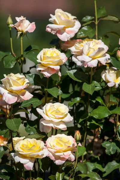 玫瑰花开在玫瑰花园里 — 图库照片
