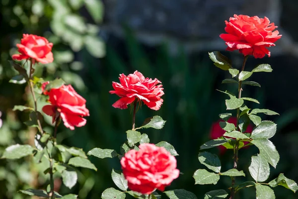 Kwiaty Róży Kwitnące Ogrodzie Róż — Zdjęcie stockowe