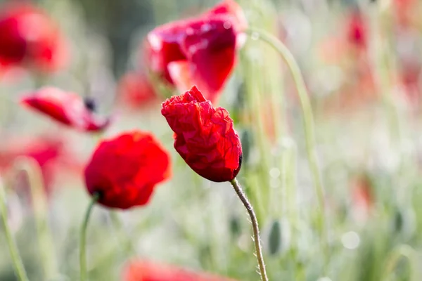 Poppy Flowers Spring May — Φωτογραφία Αρχείου