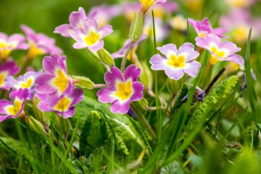 Spring floral background. First spring flowers. Flowers in spring.