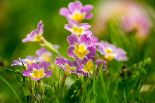 春花背景 初春的花朵春天的花 — 图库照片