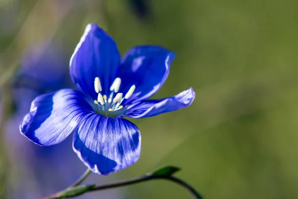 Flores Azuis Primavera Flores Linho Linum Usitatissimum — Fotografia de Stock