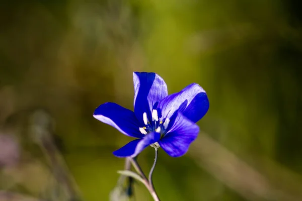 Синие Цветы Весной Флакс Linum Usitatissimum Цветы — стоковое фото