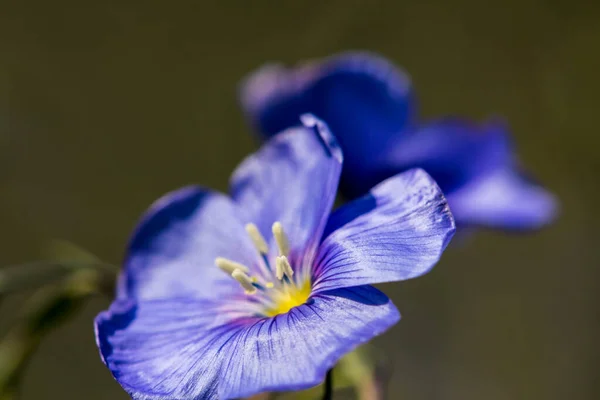 Lkbaharda Mavi Çiçekler Keten Linum Usitatissimum Çiçekleri — Stok fotoğraf