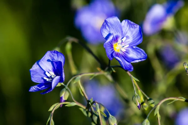 Blå Blomster Våren Linum Usitatissimum Blomster – stockfoto