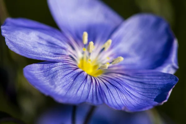 Kék Virágok Tavasszal Len Linum Usitatissimum Virágok — Stock Fotó
