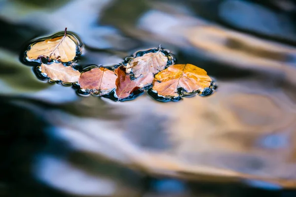 水の上にカラフルな紅葉 — ストック写真
