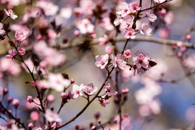 The fruits blossom in spring. Spring blossoms in forest,fields and parks.