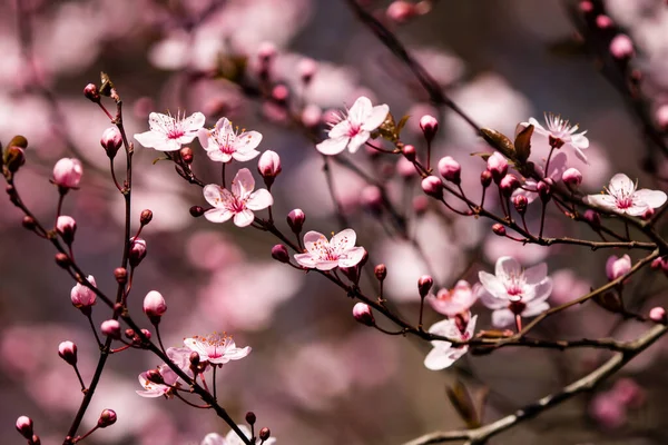 Lkbaharda Meyveler Çiçek Açar Ormanda Tarlalarda Parklarda Bahar Çiçekleri Açar — Stok fotoğraf