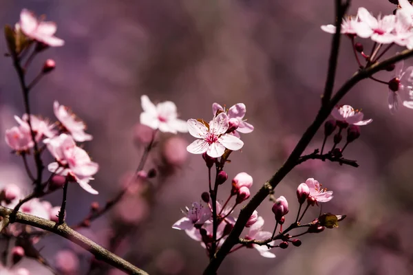 Lkbaharda Meyveler Çiçek Açar Ormanda Tarlalarda Parklarda Bahar Çiçekleri Açar — Stok fotoğraf