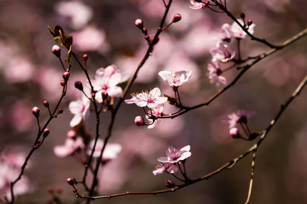 Fruits Blossom Spring Spring Blossoms Forest Fields Parks — Stok fotoğraf
