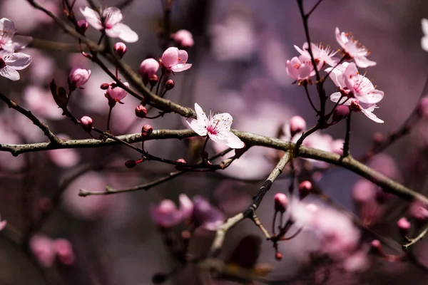 Fruits Blossom Spring Spring Blossoms Forest Fields Parks — 스톡 사진