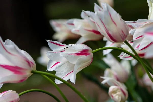 Raindrops Tulip Flowers Tulips Garden Tulips Spring — Stockfoto