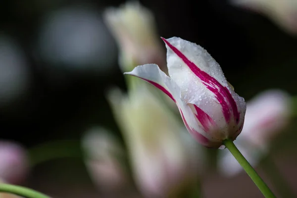 Raindrops Tulip Flowers Tulips Garden Tulips Spring — Fotografia de Stock