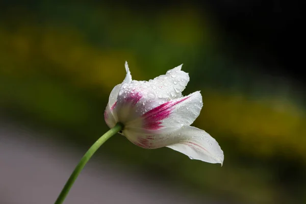 郁金香花上的雨滴 花园里的郁金香 春天的郁金香 — 图库照片