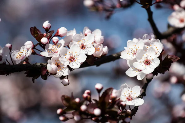 Los Frutos Florecen Primavera Floraciones Primavera Bosques Campos Parques — Foto de Stock