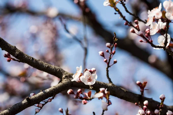 Gyümölcsök Tavasszal Virágoznak Tavaszi Virágok Erdőkben Mezőkben Parkokban — Stock Fotó