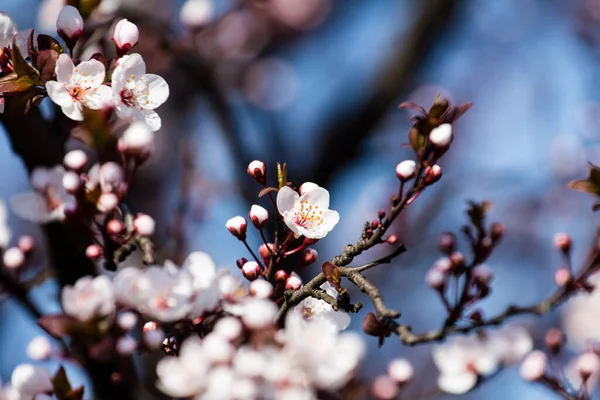 Fruits Blossom Spring Spring Blossoms Forest Fields Parks — Stock Photo, Image