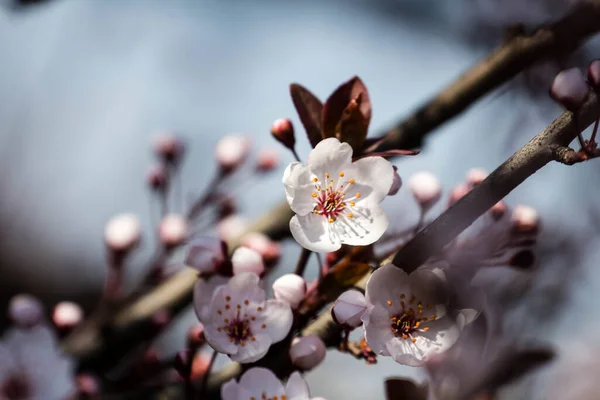 Gyümölcsök Tavasszal Virágoznak Tavaszi Virágok Erdőkben Mezőkben Parkokban — Stock Fotó