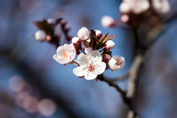Fruits Blossom Spring Spring Blossoms Forest Fields Parks — Stok fotoğraf