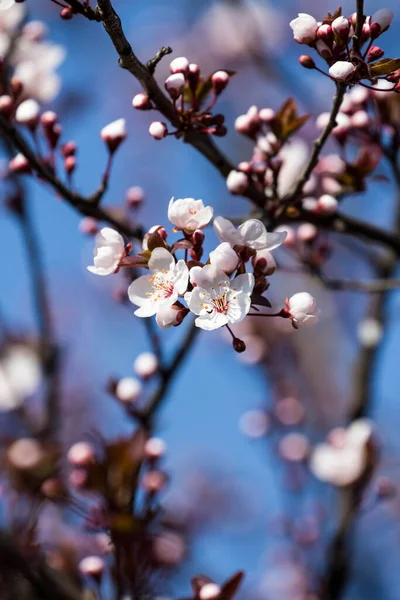 Fruits Blossom Spring Spring Blossoms Forest Fields Parks — Zdjęcie stockowe