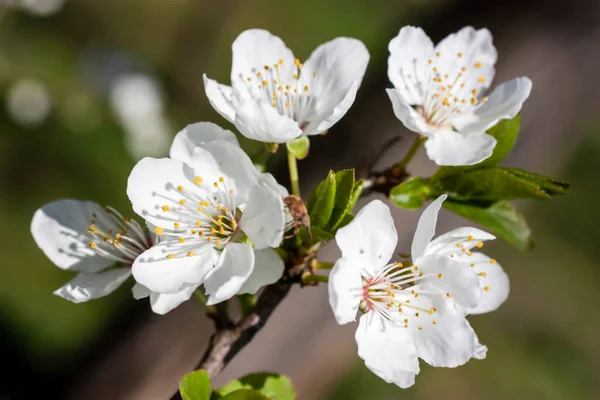 Closeup Shot White Cherry Blossoms Tree Branch — Stock Photo, Image