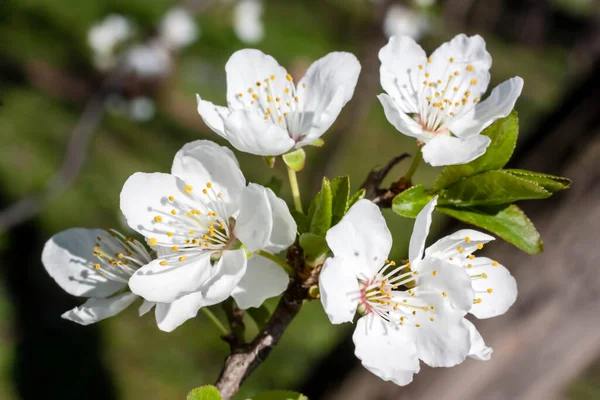 Closeup Shot White Cherry Blossoms Tree Branch — Stock Photo, Image