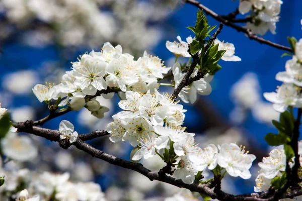 Zbliżenie Ujęcie Białego Kwiatu Wiśni Gałęzi Drzewa — Zdjęcie stockowe